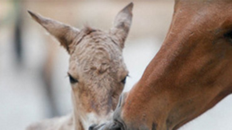 В Киевском зоопарке родился жеребенок лошади Пржевальского