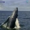 Туристы едут в Колумбию, чтобы посмотреть на любовные игры китов
