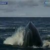 В Колумбию съезжаются туристы, чтобы посмотреть на любовные игры китов