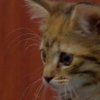 В Британии котенок выжил после часовой стирки в машине