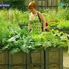 Жители Берлина выращивают овощи на крышах офисов