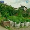 Жители Германии начали выращивать овощи у себя дома