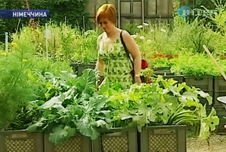Жители Берлина выращивают овощи на крышах офисов