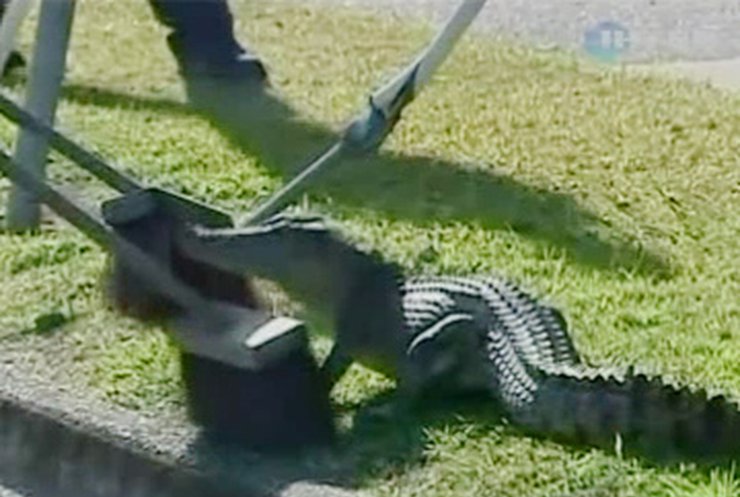 В австралийской канализации завелись крокодилы