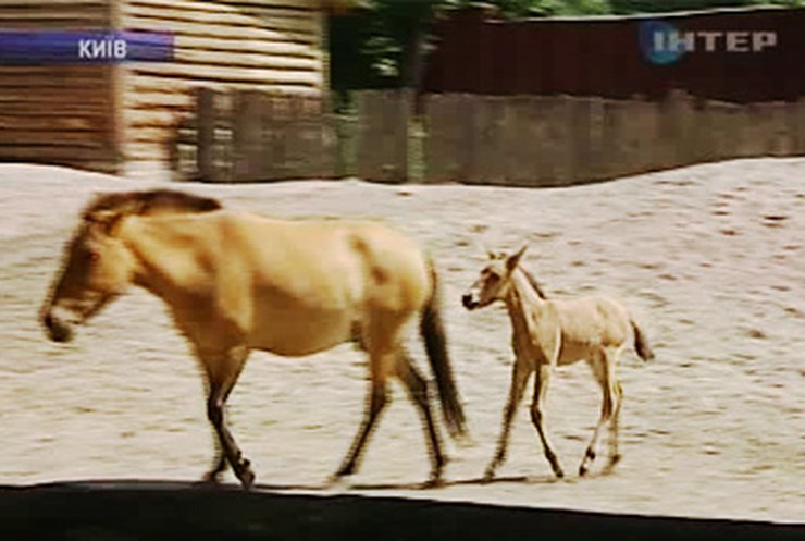 В Киевском зоопарке родилась лошадь Пржевальского