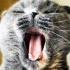 Кошки вызывают онкозаболевания мозга человека