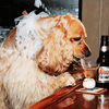 В Нидерландах создали безалкогольное пиво для собак