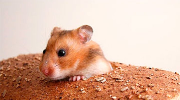 Австралийка обнаружила в хлебе живую мышь