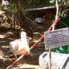 В Ялтинском зоопарке ожидается потомство пеликанов