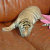 В Ялтинском зоопарке родилась тройня тигрят