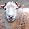 В России выбрали самую красивую овцу