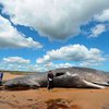 В Австралии детёныш кита дважды выбросился на берег