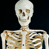Новозеландская учительница нашла в школьной кладовке человеческий скелет