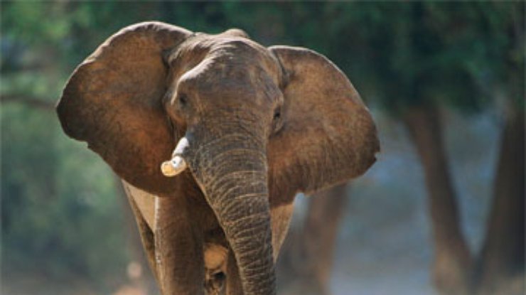 На Шри-Ланке подсчитают слонов
