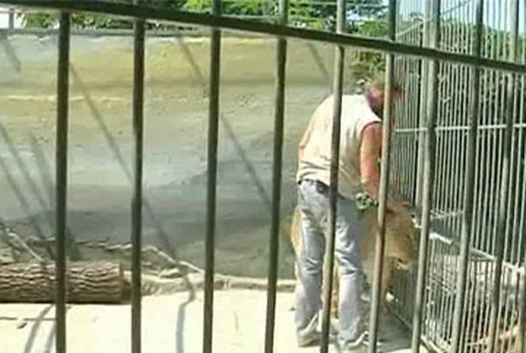 Житель Запорожья, живущий в клетке со львицей, принял у нее роды