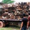 Тайская полиция спасла тысячу собак от съедения