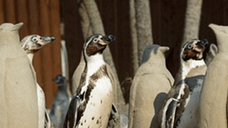 В Британии скучающим пингвинам слепили сородичей из песка