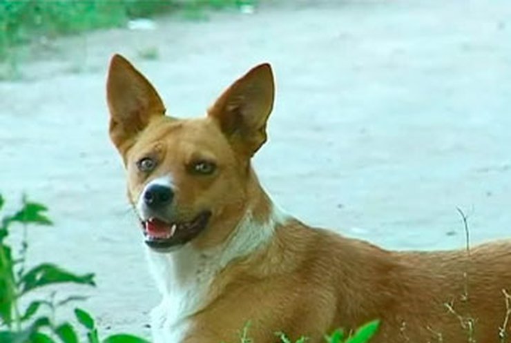 В Днепропетровске неизвестные массово травят расплодившихся бродячих собак