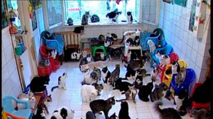 Гражданка Казахстана доказала в суде право на 50 кошек
