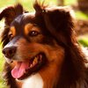 Немецкие ученые: Собаки способны распознавать рак легких