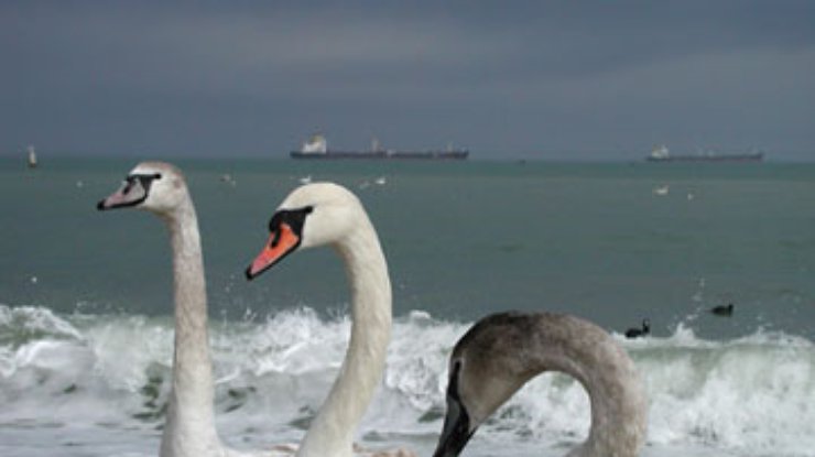 В Крыму от браконьеров спасли 16 лебедей