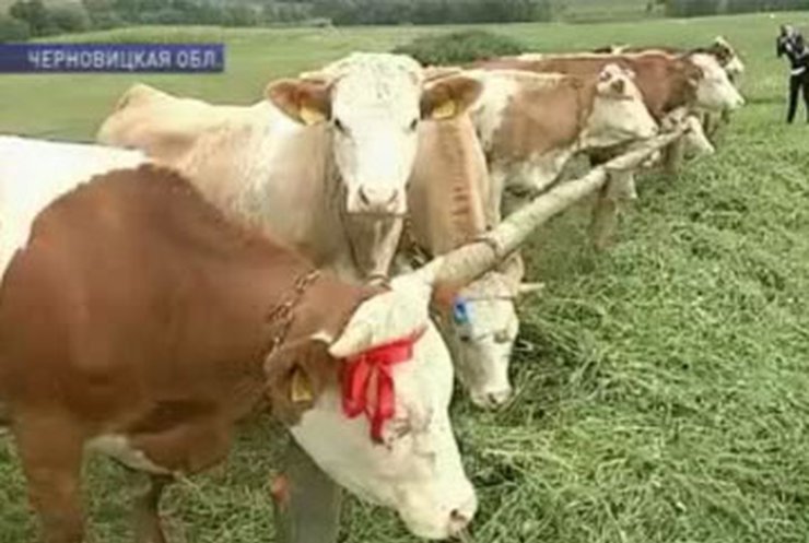 В Черновицкой области создают молочные мини-фермы