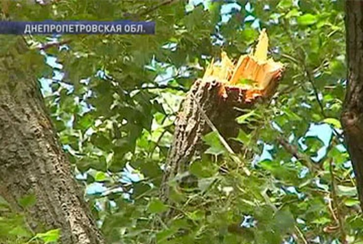 В Днепропетровской области ветка тополя разбила девочке голову