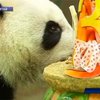 "Олимпийским пандам" исполнилось 3 года