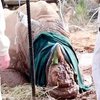 В Южной Африке браконьеры нещадно истребляют носорогов