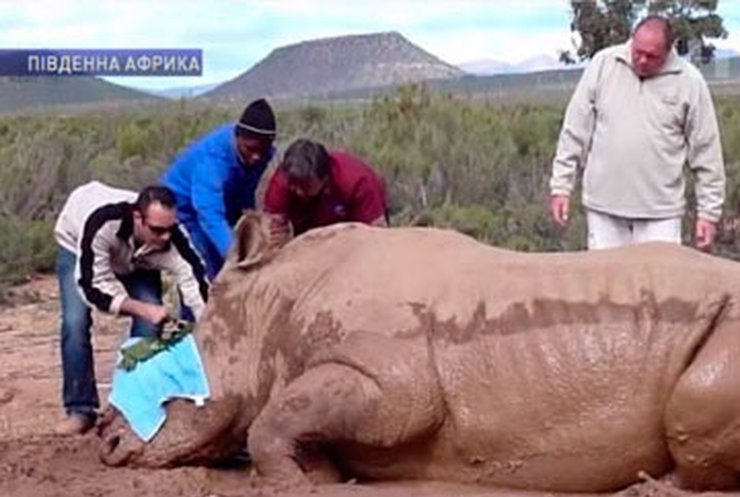 Браконьеры уничтожают в Южной Африке носорогов