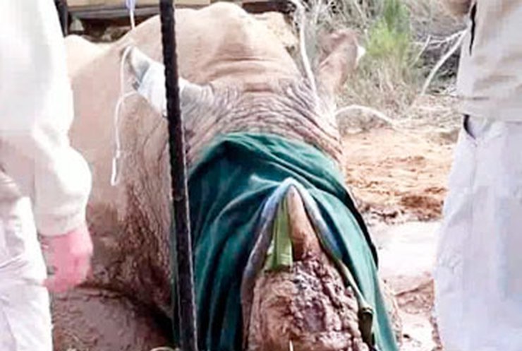 В Южной Африке браконьеры нещадно истребляют носорогов