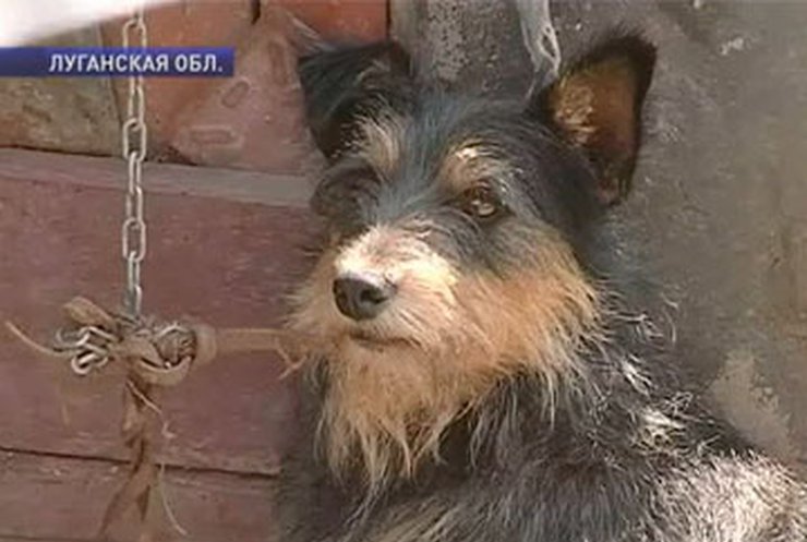 В Луганской области женщина организовала собачий приют