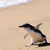 Доплывший до Новой Зеландии пингвин отправляется в Антарктиду