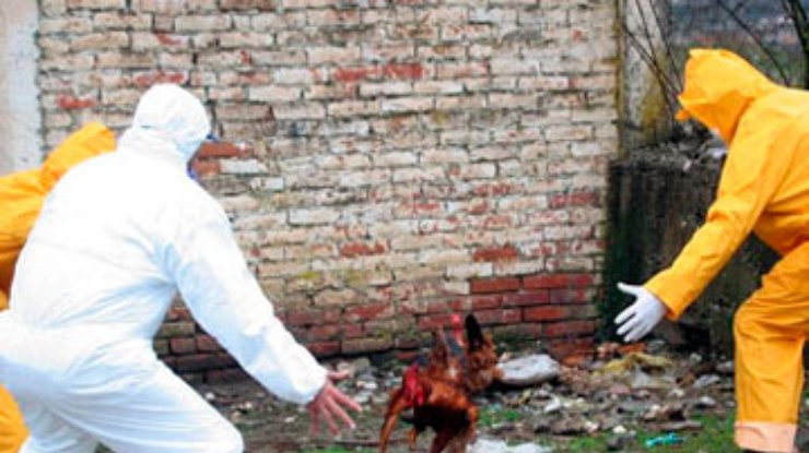 ООН предупредила о новой вспышке птичьего гриппа