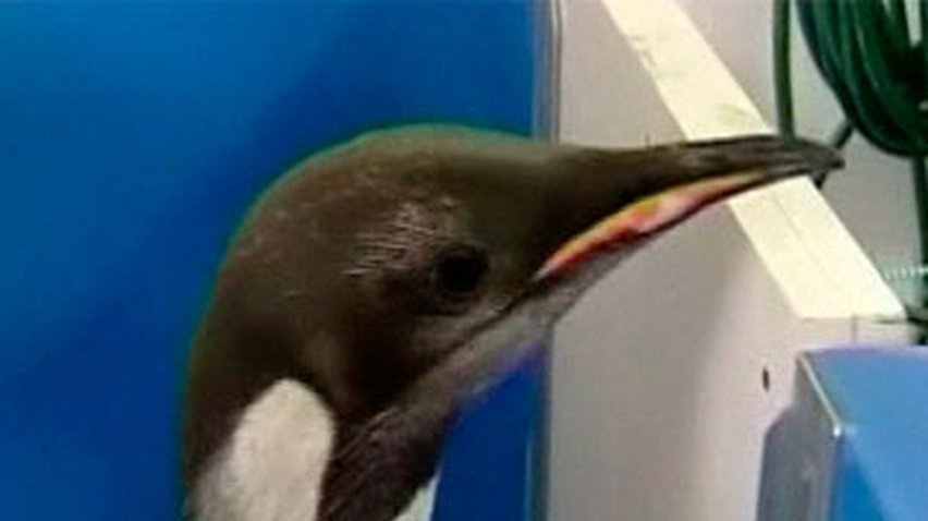 Пингвина, переплывшего океан, везут обратно в Антарктиду