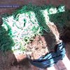 На Закарпатьи милиция арестовала чехов, выращивающих коноплю
