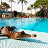В Австралийских бассейнах завелись крокодилы
