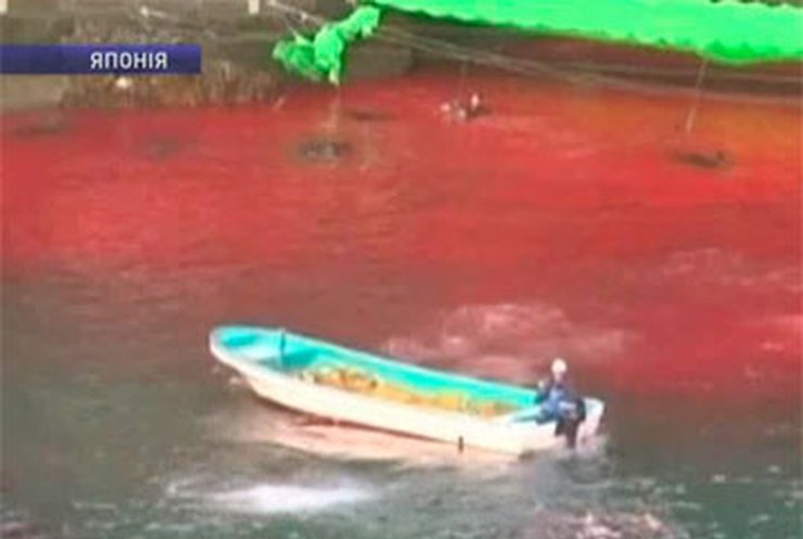 В Японии начался сезон охоты на дельфинов
