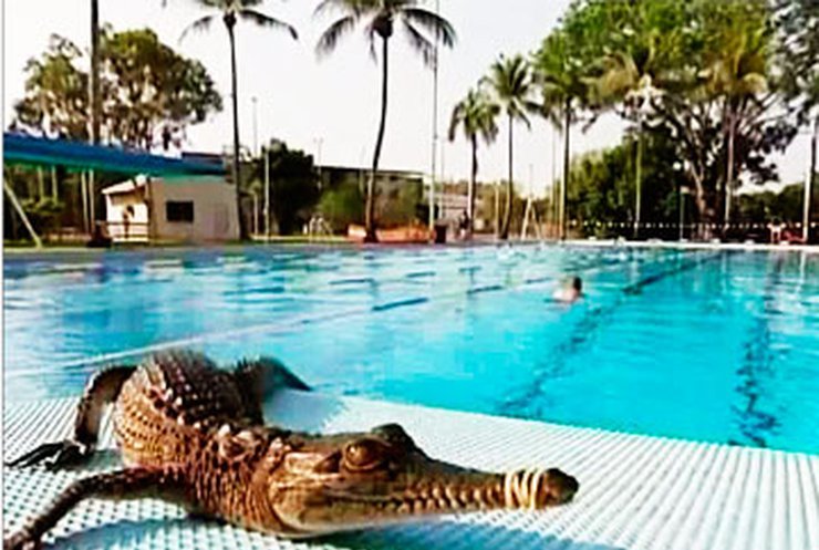 В Австралийских бассейнах завелись крокодилы
