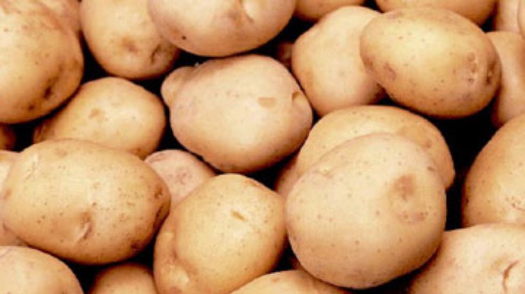 Цена на картофель будет расти - эксперт