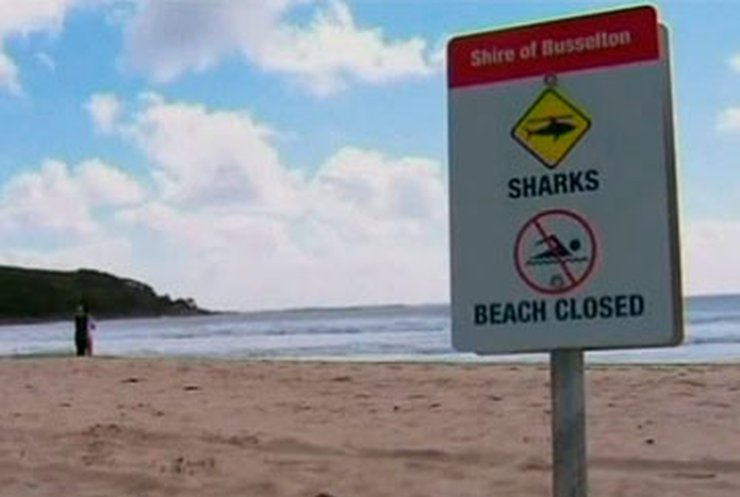 В Австралии ищут акулу-убийцу
