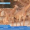 В зоопарке Иерусалима родились двое жирафов