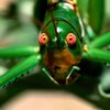 ЕС исследует пищевую ценность насекомых для борьбы с голодом