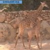 В Иерусалимском зоопарке жирафа родила двух детенышей