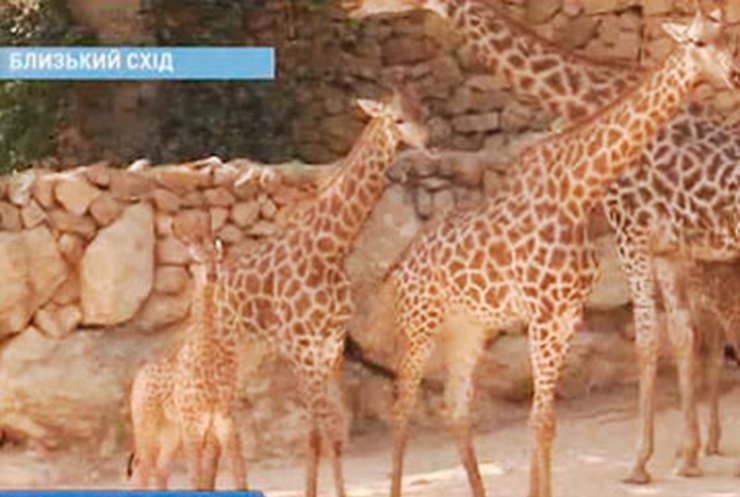 В зоопарке Иерусалима родились двое жирафов