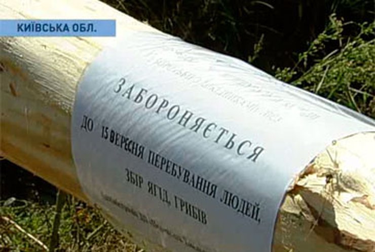 На Киевщине запретили собирать грибы из-за борьбы с вредителями