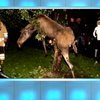 В Швеции опьяневший лось застрял на дереве