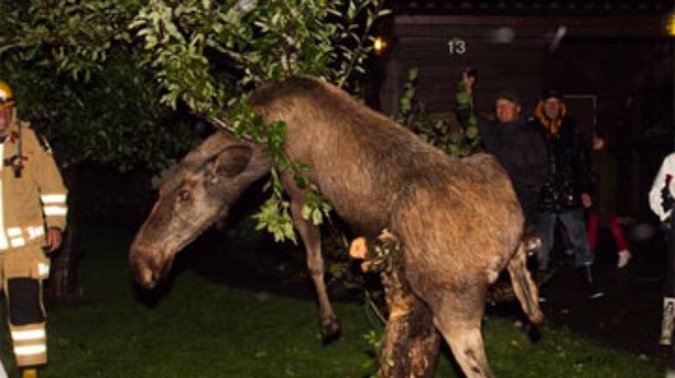 В Швеции пьяный лось застрял на яблоне