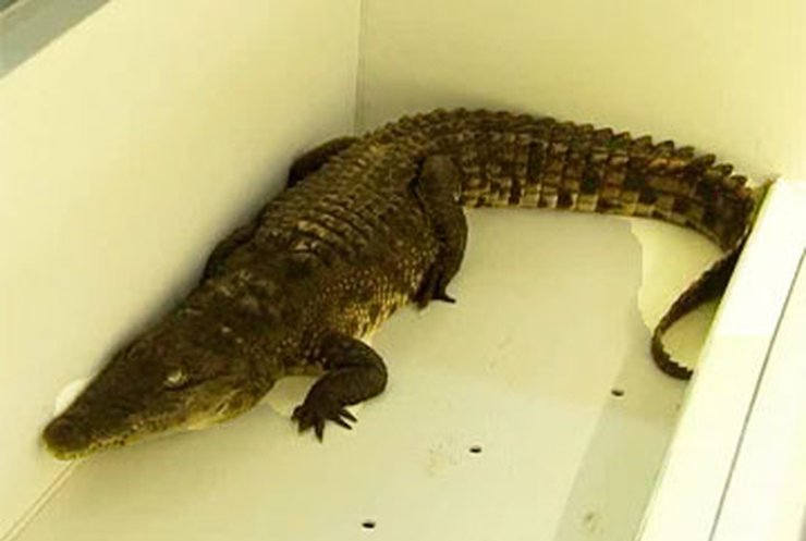 В Варшавский зоопарк подбросили крокодила