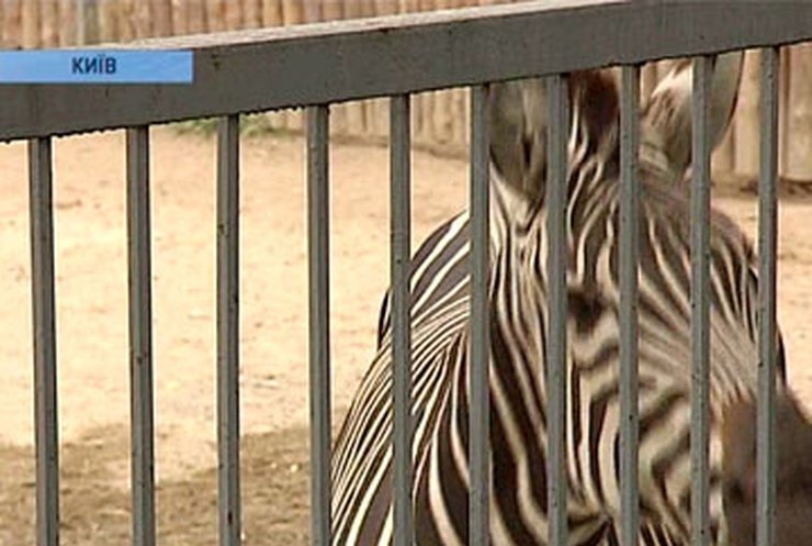 В киевском зоопарке погибли олень и зебра